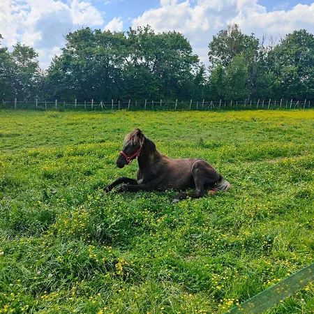 Semesterbostad In Equestrian *